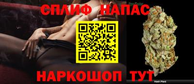 индика Будённовск